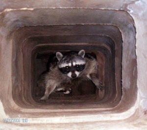 Example of a mother racoon protecting her babies inside of a chimney